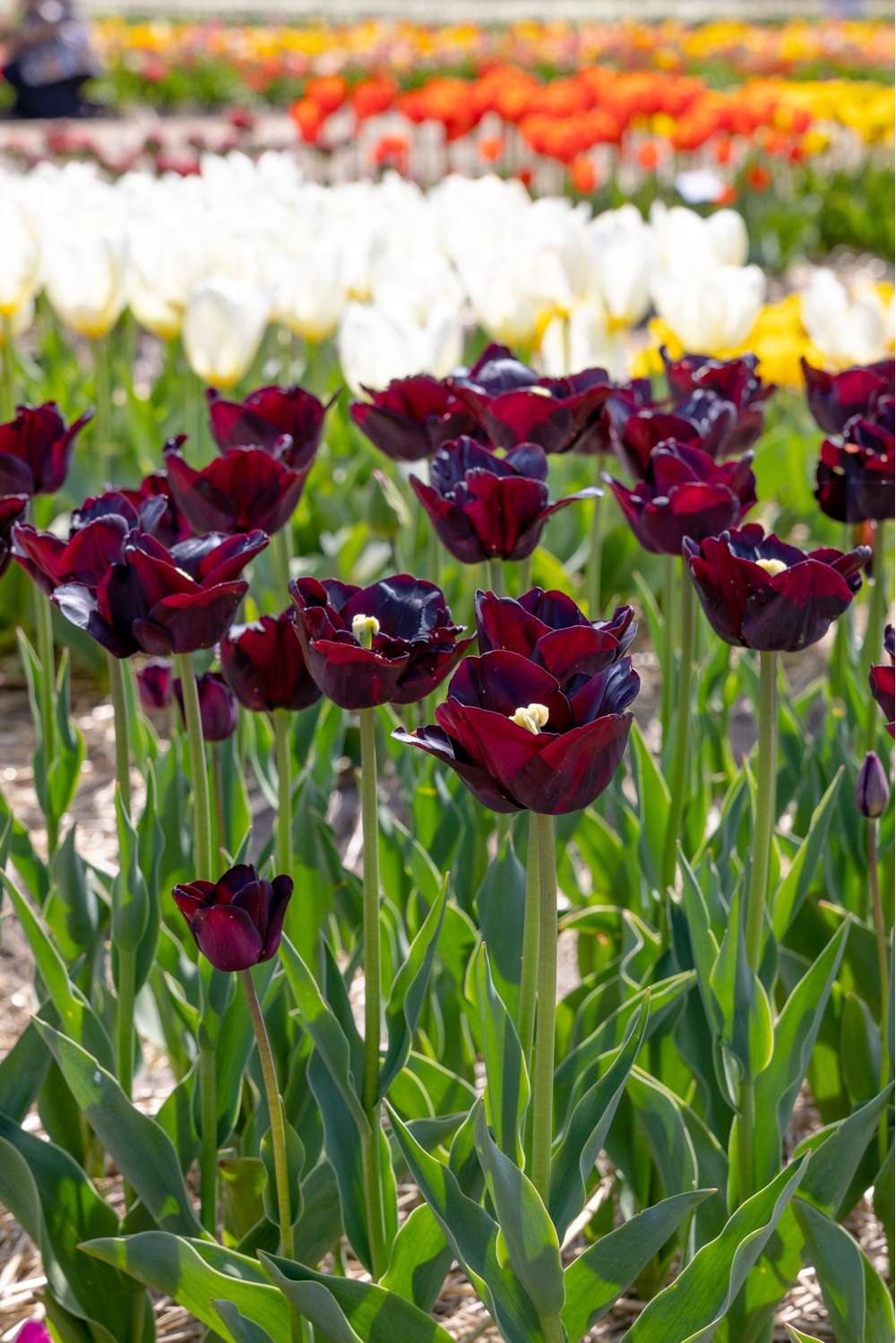 Tulipan 'Paul Scherer'